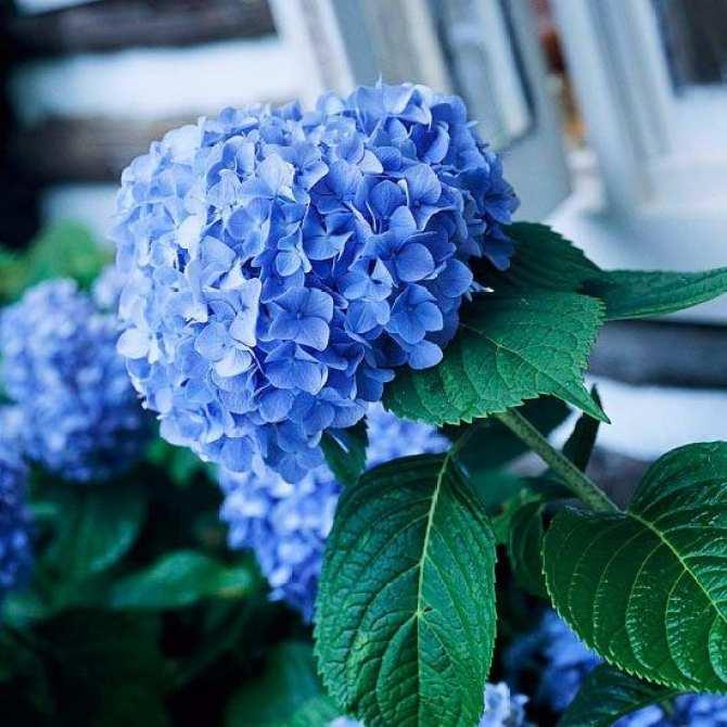 Hạt giống hoa Cẩm tú cầu