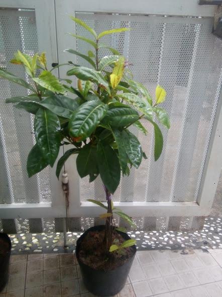 Cây mẫu đơn ta, hoa to, màu đỏ