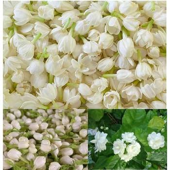 Trà  Hoa Nhài - Thảo Lộc Túi 100g