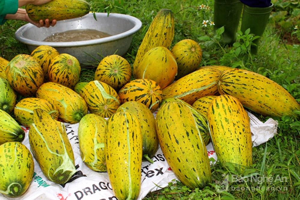 Hạt Giống Dưa Bở Quả Dài - 10gr