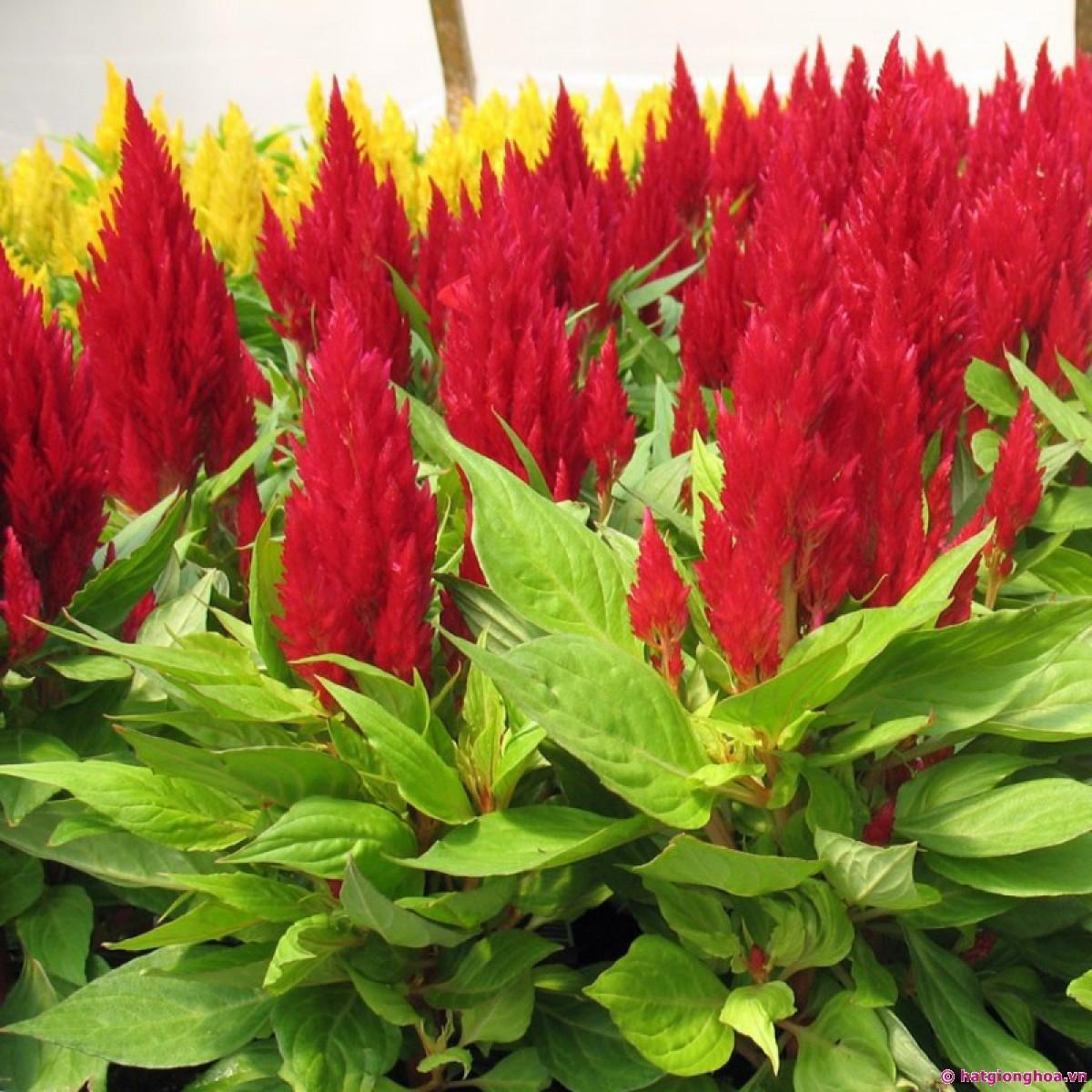 Hạt giống hoa Màu Gà Lửa (100 hạt)