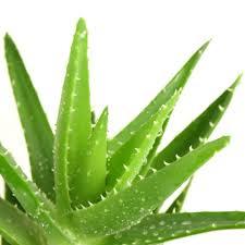 TINH DẦU DƯỠNG TÓC NHA ĐAM ECO ALOE 200ml