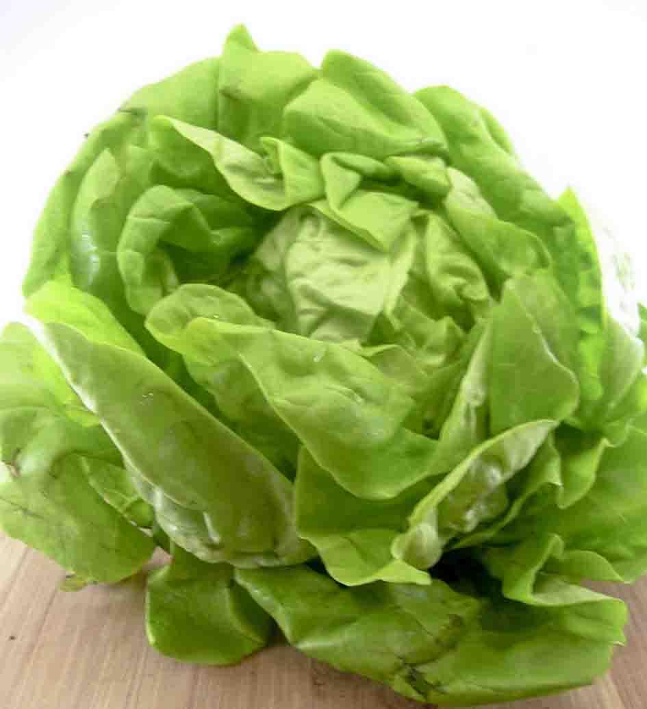 Hạt Giống Xà Lách Búp (Xà Lách Đăm)