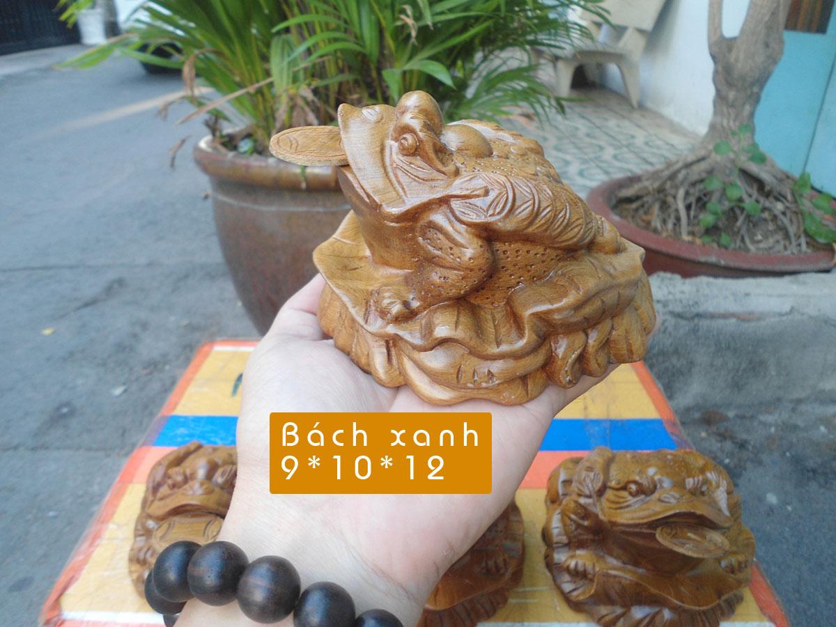 Cóc – thiềm thừ gỗ bách xanh