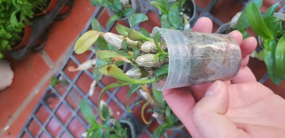 Lan Trầm sáu mắt