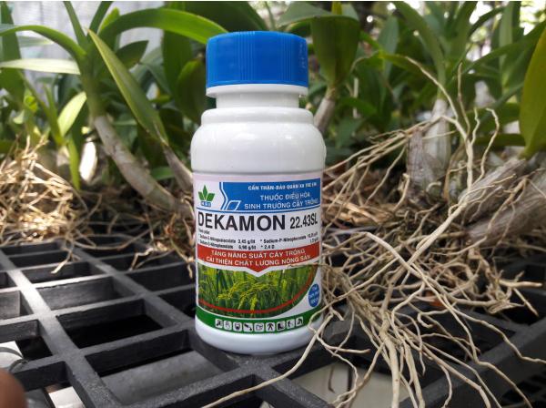 DEKAMON 22.43L Kích rễ, Đâm chồi cây lương thực, cây kiễng, phong lan