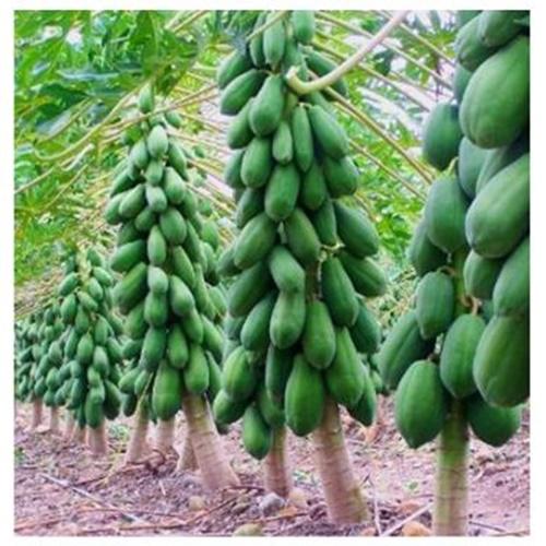 Hạt Giống Đu Đủ Lùn Siêu Quả Loại Dễ Trồng. Túi 5 Hạt Giá Khuyến Mại