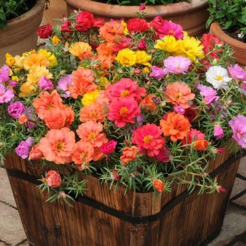 [HCM]hạt giống hoa mười giờ mỹ f1
