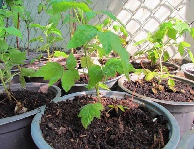 Hạt giống mâm xôi vàng - gói 30 hạt
