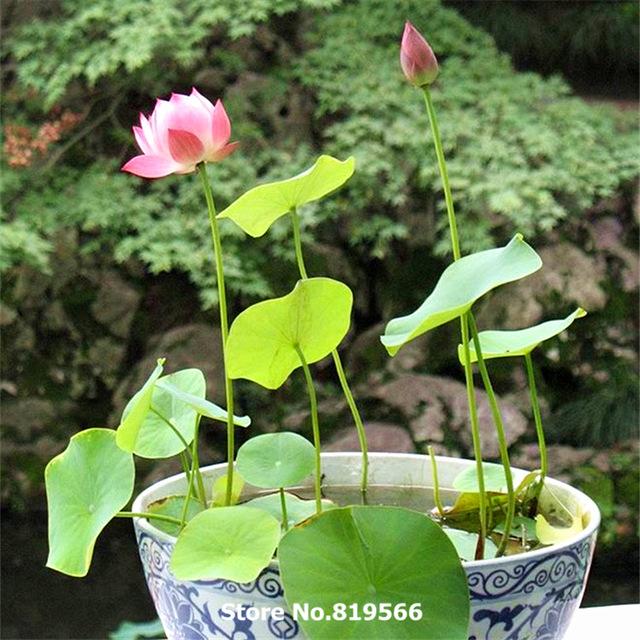 Bộ 2 gói Hạt giống Sen mini Nhật (10 hạt nhiều màu)