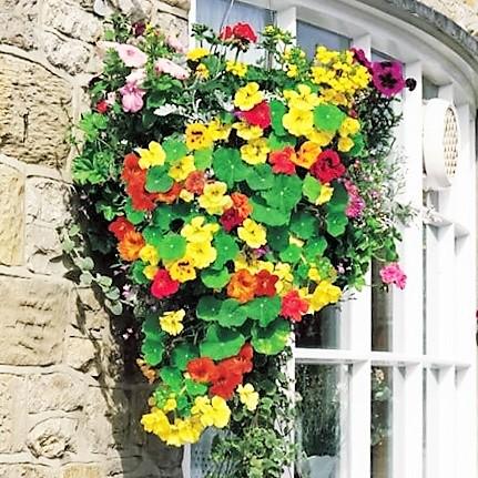 [HCM]Hạt Giống Hoa Sen Cạn Nhiều Màu (Tropaeolum) Đức - KLT 10 hạt
