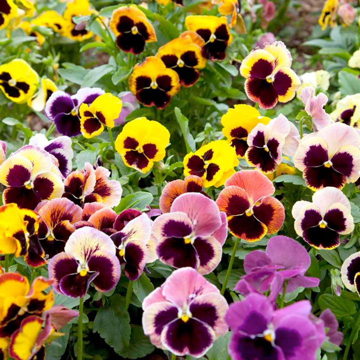 Gói 100 Hạt giống hoa Pansy Mix (tặng gói kích nẩy mầm và hướng dẫn)