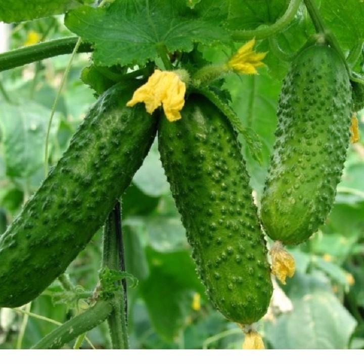 Hạt giống dưa chuột bao tử gói 10 hạt xuất xứ Đức