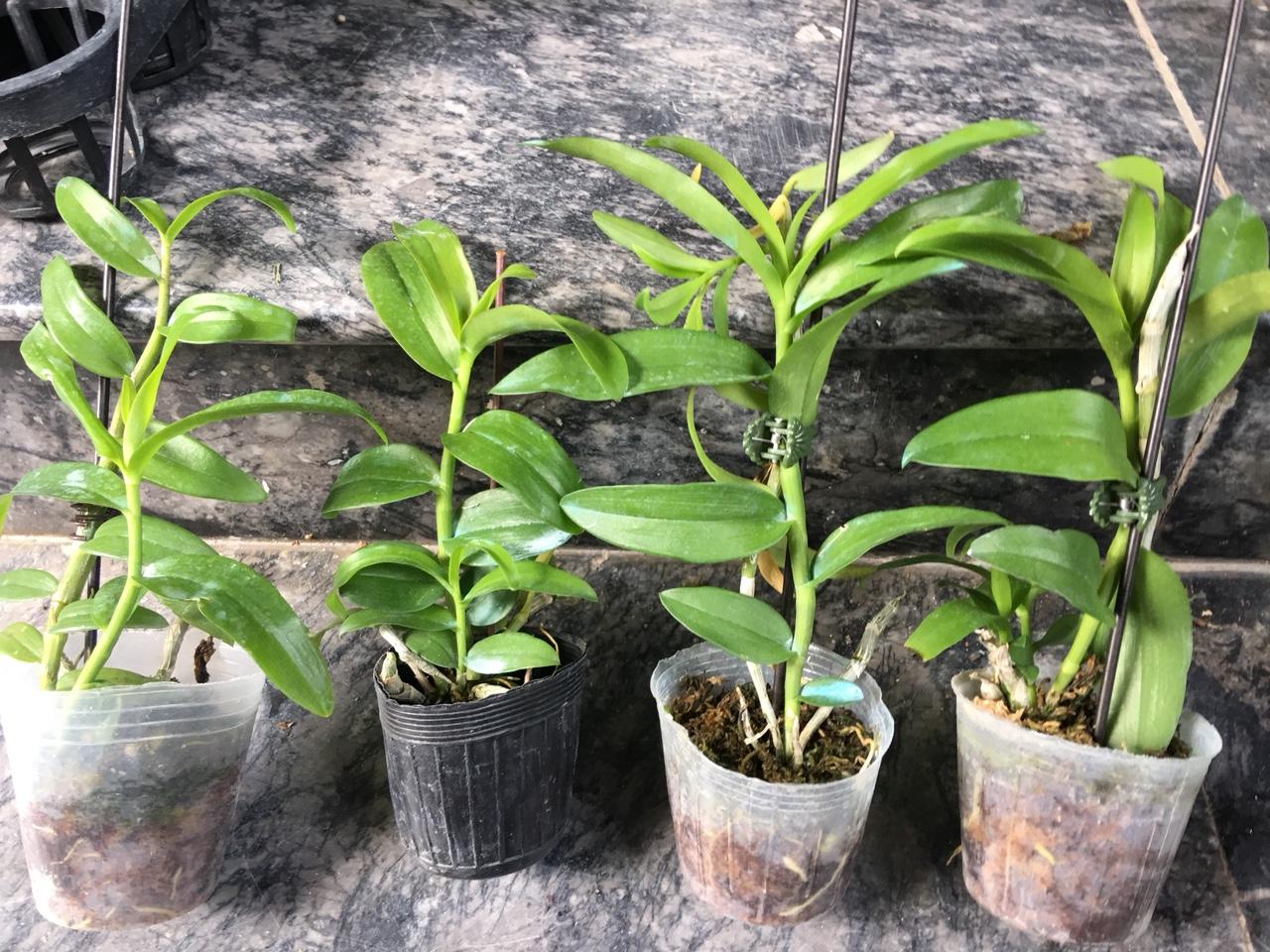 Châu Như Cây năm 2 giống