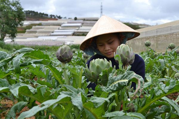 Cao mềm Atiso Đà Lạt cao cấp - hủ 1kg