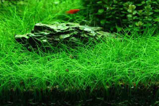Hạt giống thuỷ sinh - cỏ ngưu ma chiên