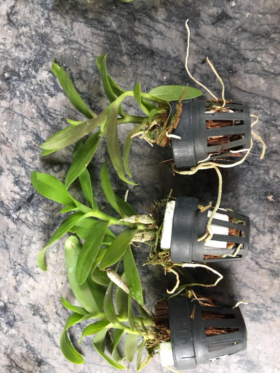 PHi Điệp Lai giống( combo 3 cốc 3 màu )