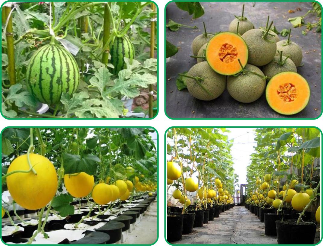 Dinh dưỡng thủy canh DƯA LƯỚI - Hydro Melon