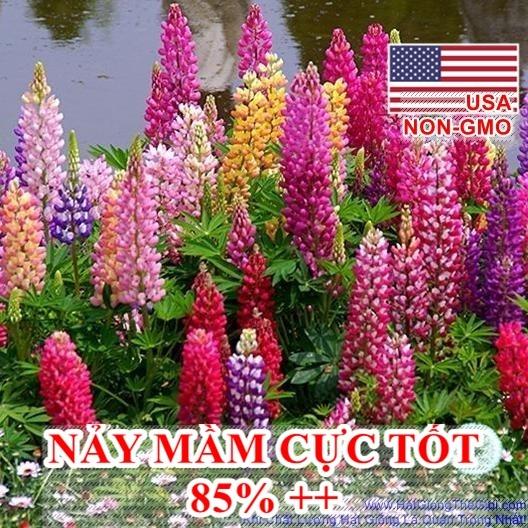 20h Hạt Giống Hoa Đậu Lupin Mix Màu (C3.104| -KD: B15*V44*M193)