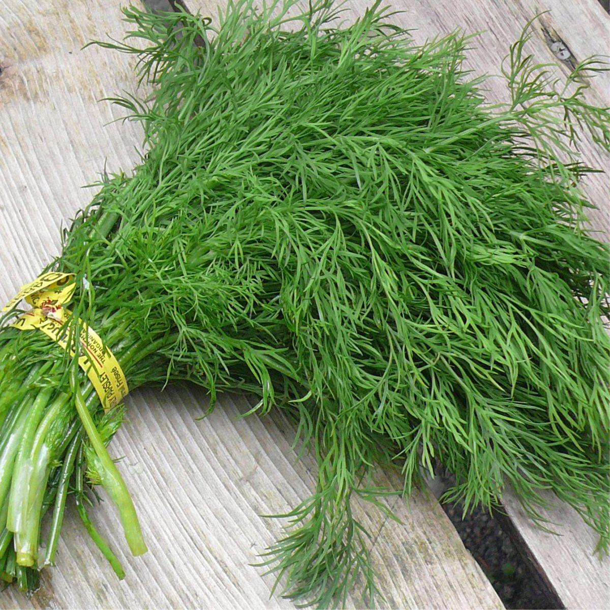 Hạt Giống Rau Thì Là Dễ Trồng