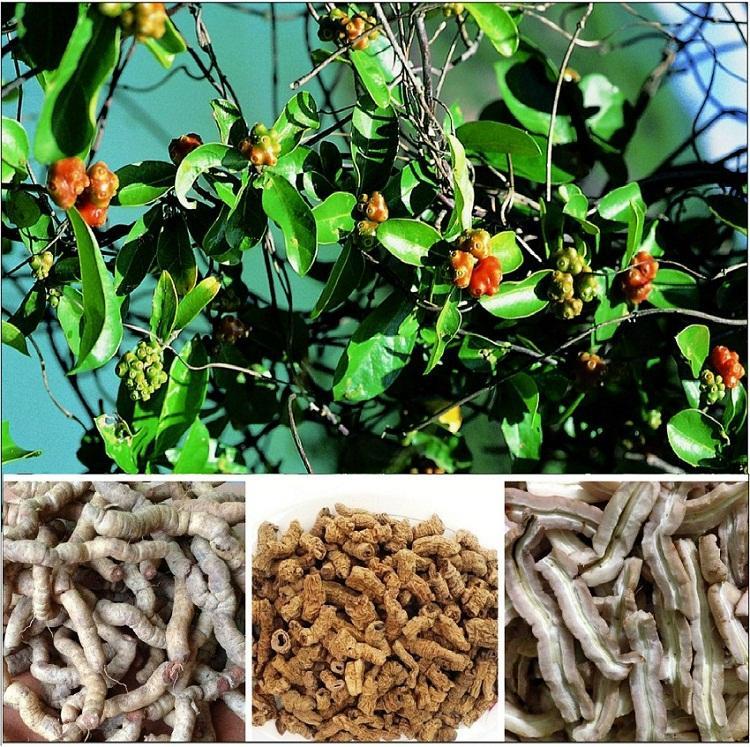 Củ ba kích tím 1kg