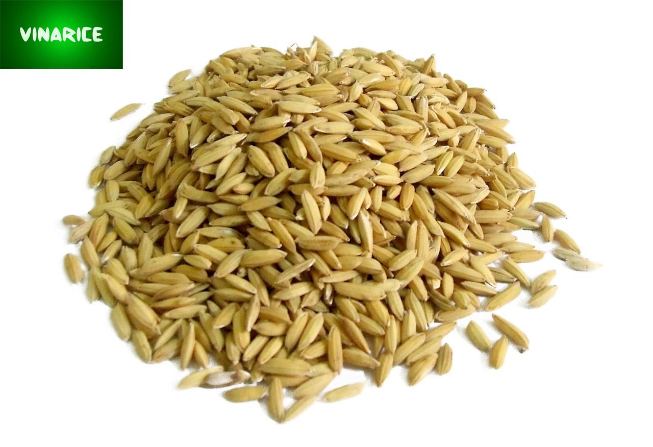[HCM]Lúa Khô (Thóc Vàng) 4kg