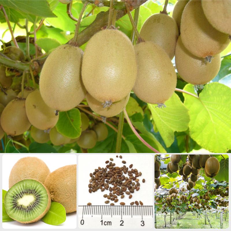 Gói 30 Hạt giống Kiwi (tặng gói kích nẩy mầm và hướng dẫn)