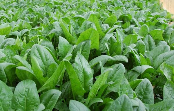 Hạt giống cải bó xôi (rau chân vịt) 20gr
