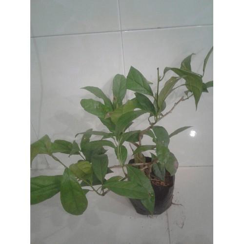 cây xạ đen, 4-5 cây/bầu