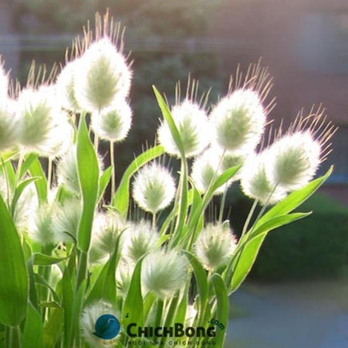 Hạt giống hoa Cỏ đuôi thỏ