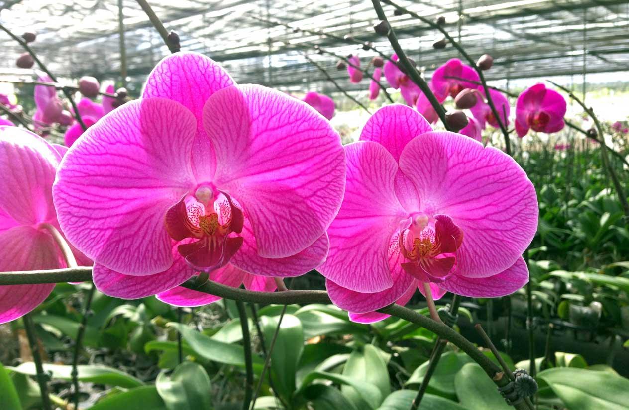 Hạt Giống Lan Hồ Điệp