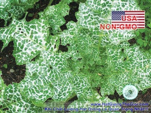 2GRAM 80.HẠT Hạt Giống Kế Sữa Gan Milk Thistle (KL| A4*X43*M228)