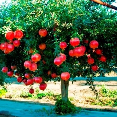 Hạt giống lựu lùn đỏ loại rất tốt. túi 20 hạt