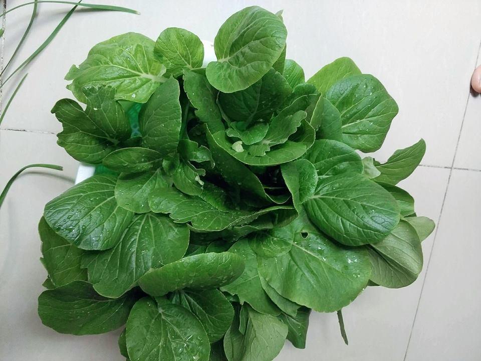 Hạt Giống cải bẹ Trắng