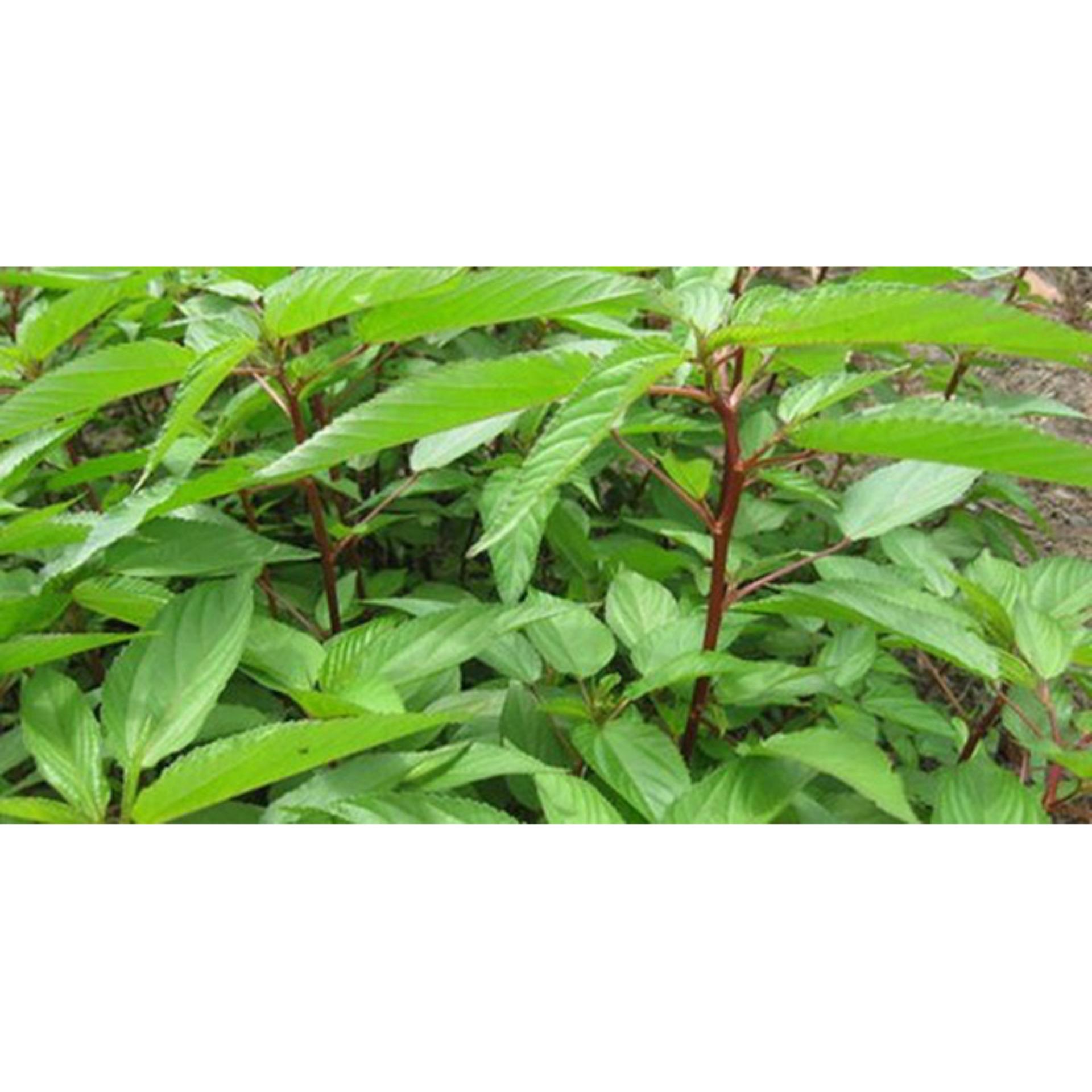 Hạt giống rau Đay đỏ cao sản