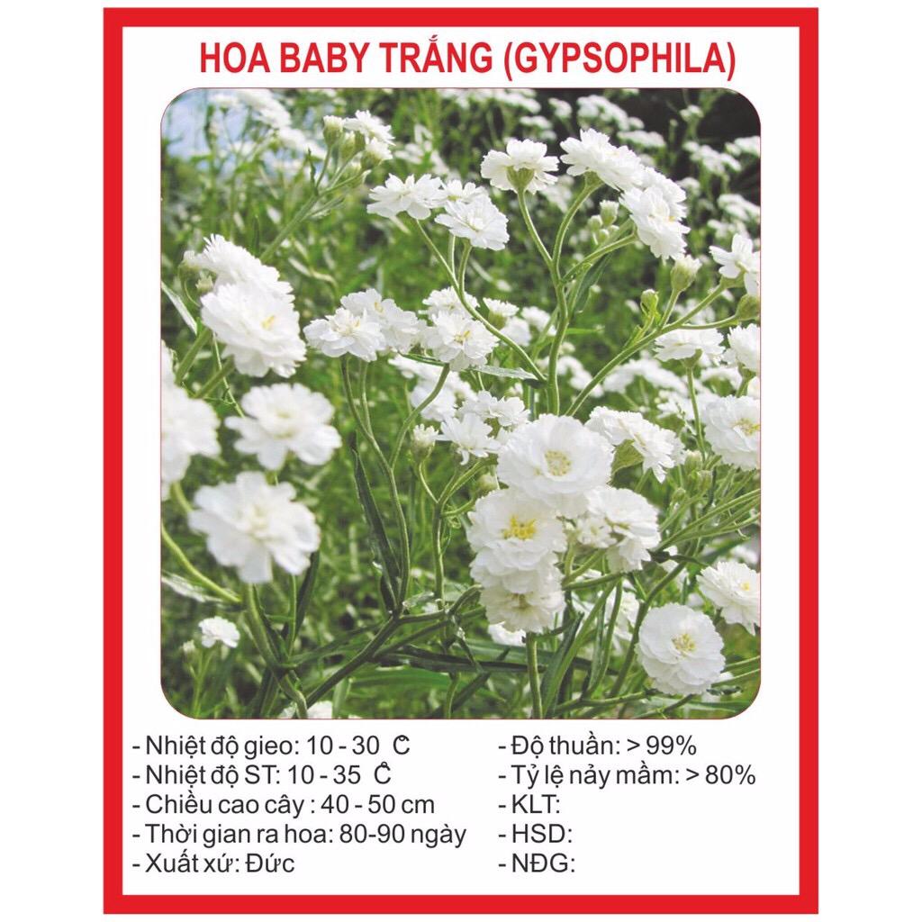 [Lấy mã giảm thêm 30%] Hạt giống Hoa Baby trắng (100 hạt)