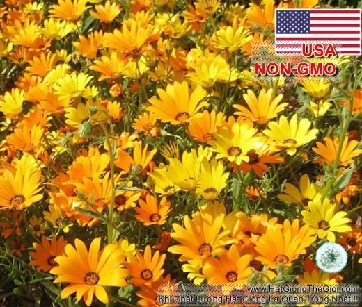 20h Hạt Giống Hoa Cúc Châu Phi Mix Màu (C4.201| -KD: B34*V14*M216)