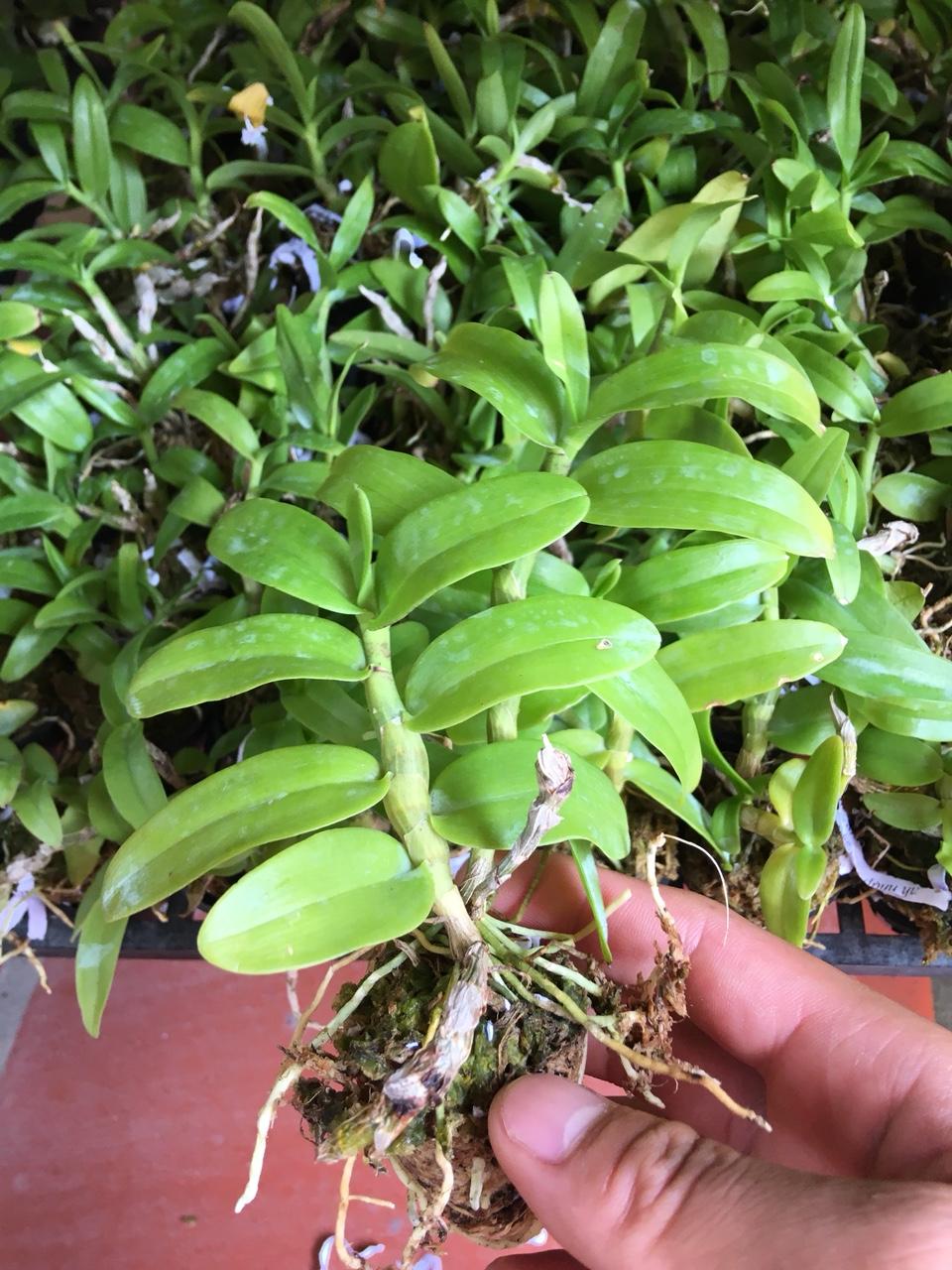 Lan trầm rồng đỏ giống ( Den Nestor)