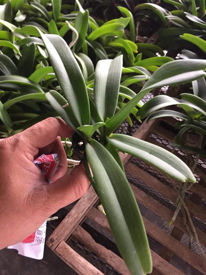 Ngọc điểm chậu giống