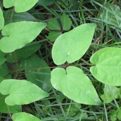 Dâm dương hoắc khô 500g
