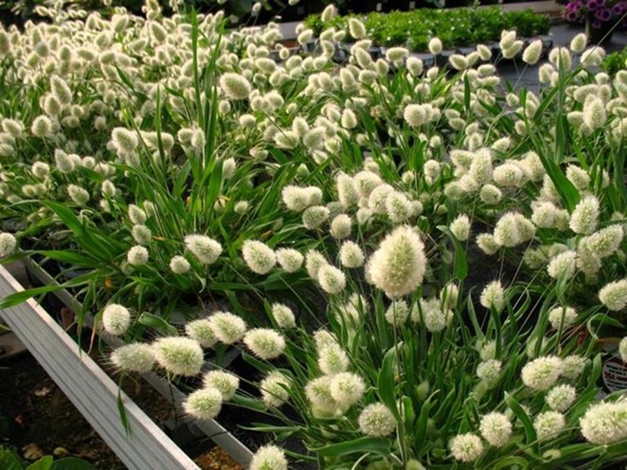 Hạt giống hoa Cỏ đuôi thỏ