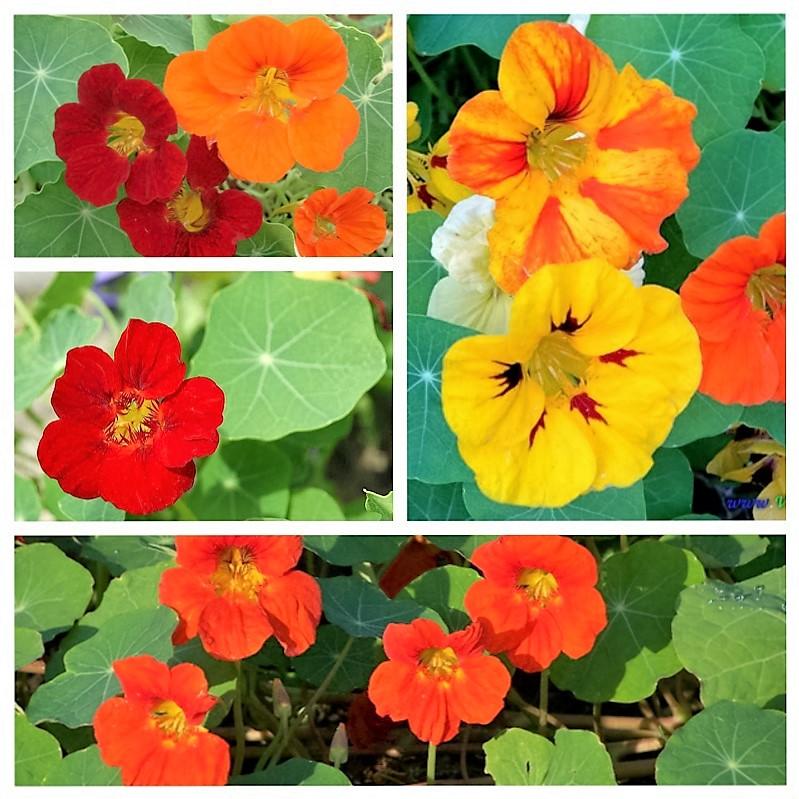 [HCM]Hạt Giống Hoa Sen Cạn Nhiều Màu (Tropaeolum) Đức - KLT 10 hạt