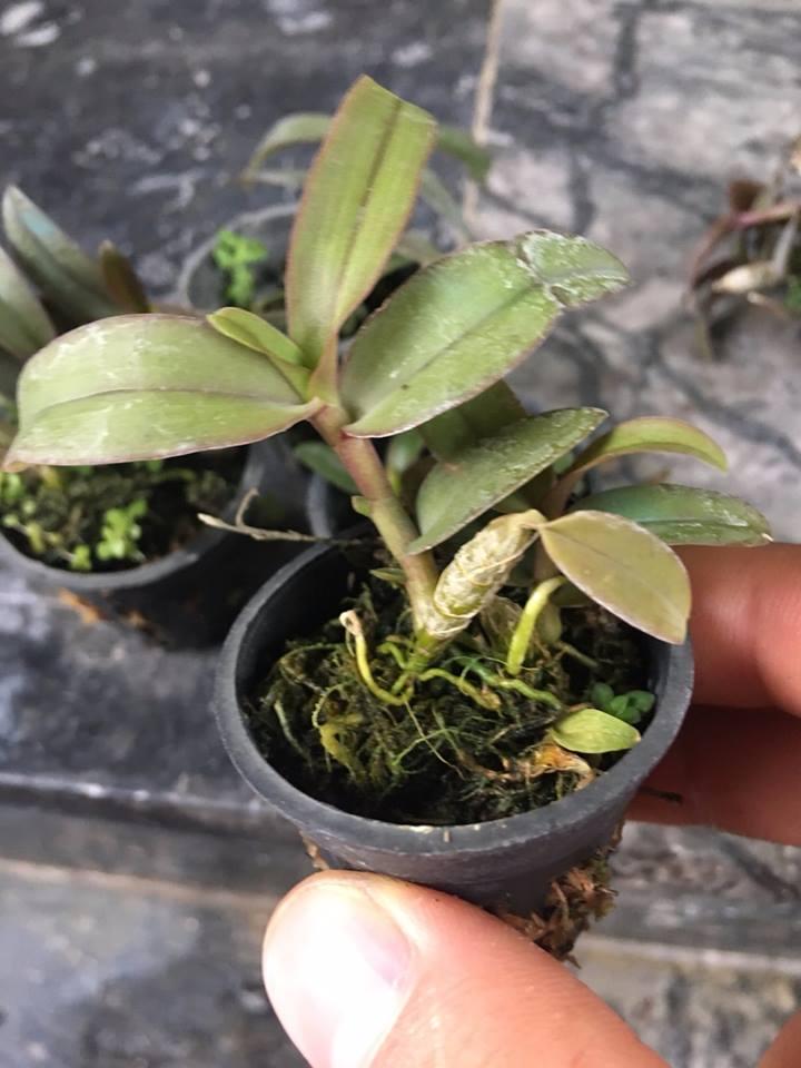 GIẢ HẠC EASO cây giống