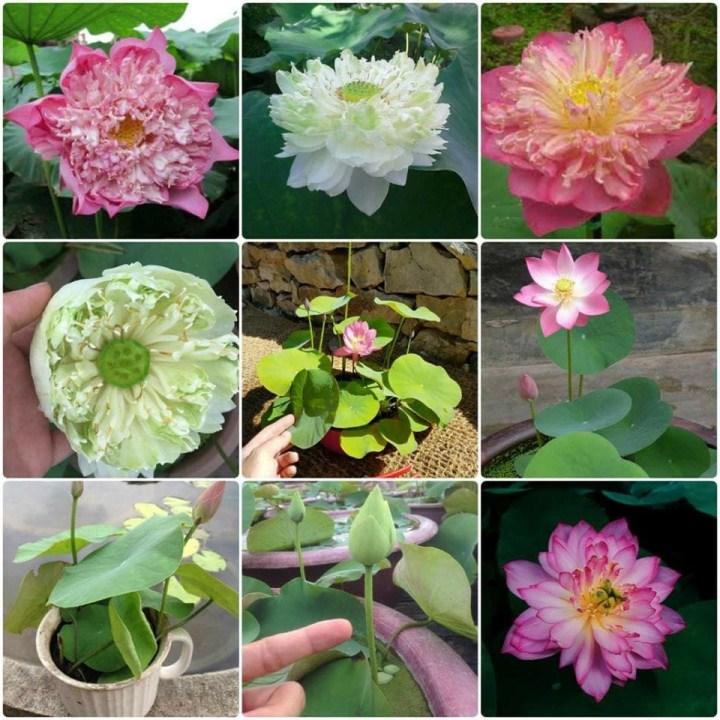 48- 5 hạt giống sen nhật mini 5 màu