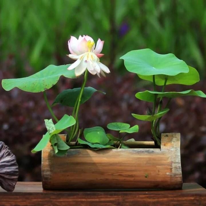 48- 5 hạt giống sen nhật mini 5 màu