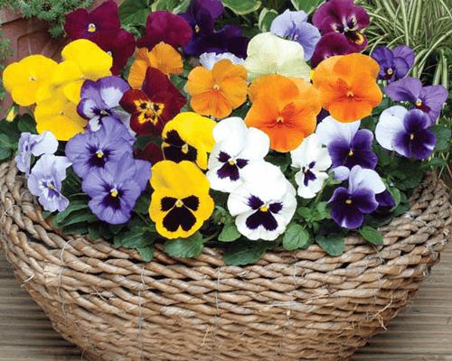 Hạt giống hoa cánh bướm