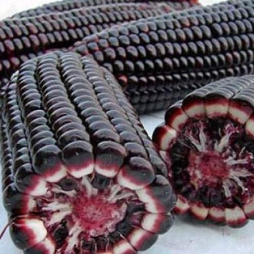 Hạt giống ngô tím loại siêu dễ lên . túi 100 gram giá khuyến mại