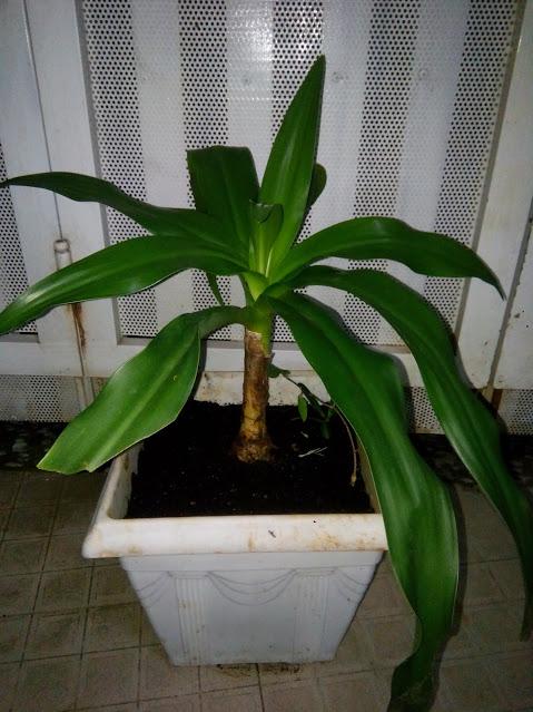 Cây Náng hoa trắng