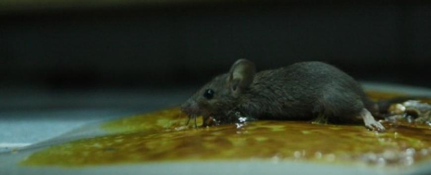 10 keo dính chuột siêu dính Hàn Quốc