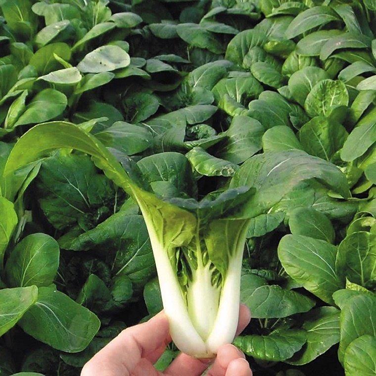 [HCM]Hạt giống cải bẹ trắng - PhuNongSeeds